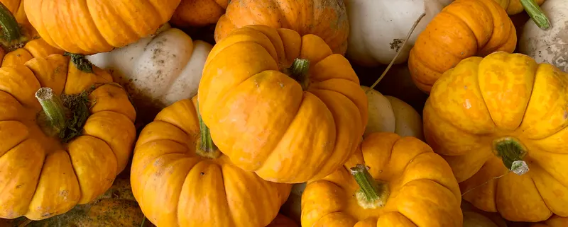 Nickajack Farms Pumpkin Days photo