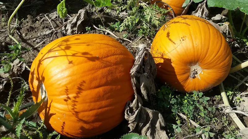 Pumpkin Head Pumpkin Patch & Corn Maze photo
