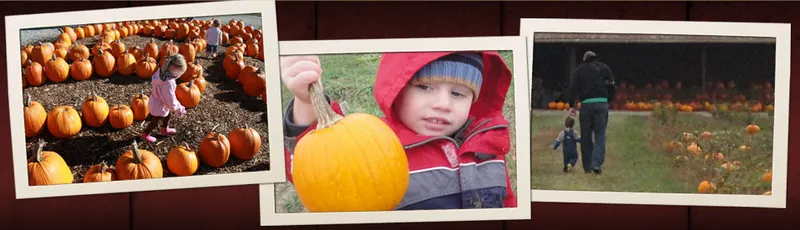 Pumpkin Peddler