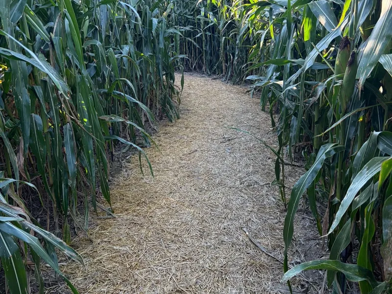 Putnam County's Haunted Cornfield