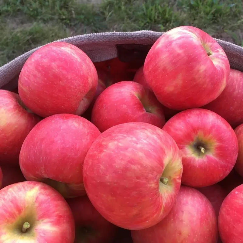 Rittman Orchards