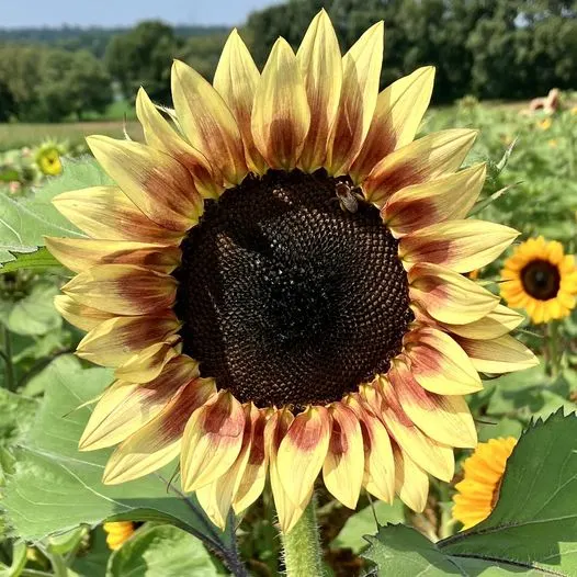 Rittman Orchards photo