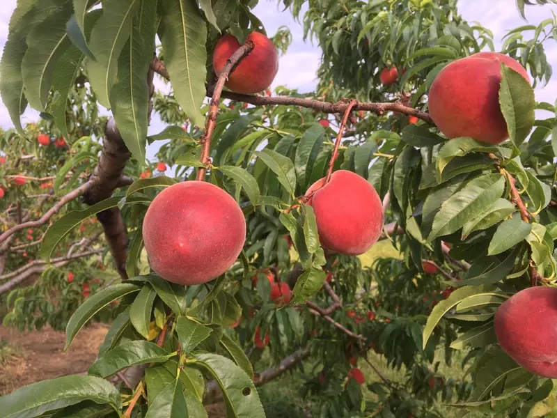 Rittman Orchards photo