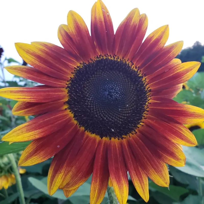 Van Buren Acres photo