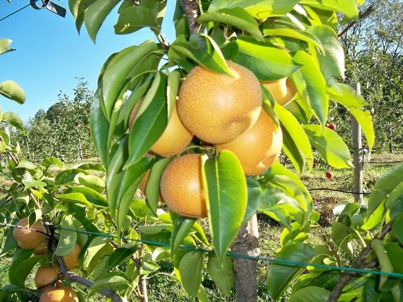 Weymouth Farms & Orchard, Winery