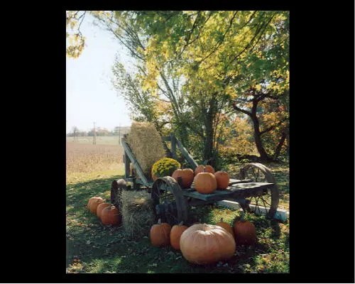 Whistle Hollow Farm photo