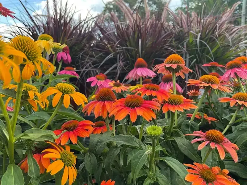 Bountiful Acres photo