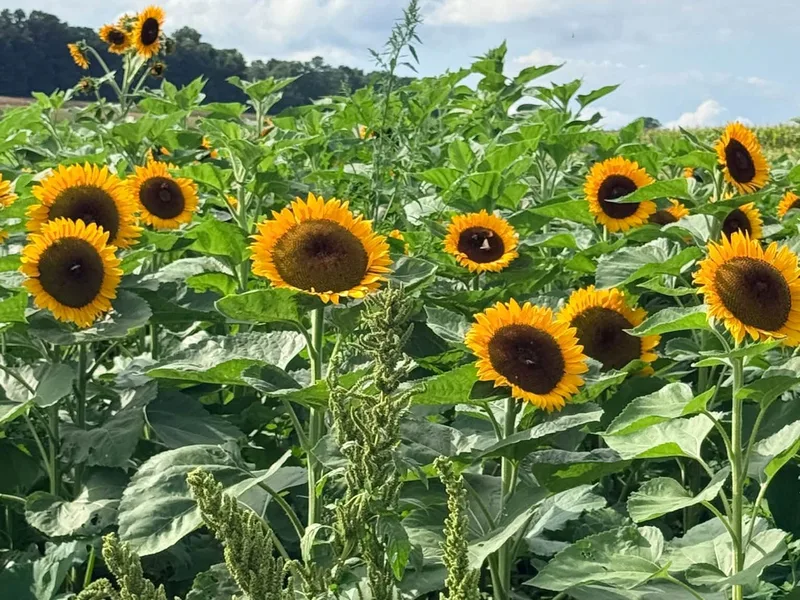 Burton's Pumpkin Patch photo