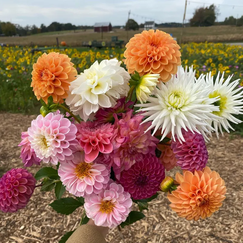 Country Creek Produce Farm