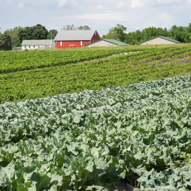 Country Creek Produce Farm photo