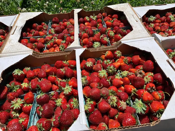 Foothill Farm