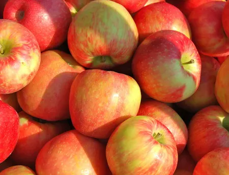 Grim's Orchard & Family Farms photo
