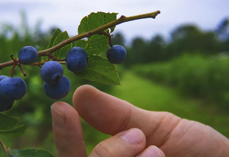 Indian Orchards Farm