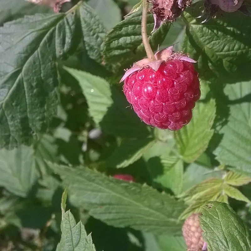 Indian Orchards Farm photo