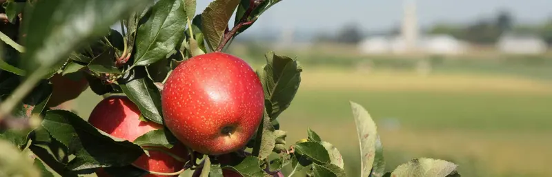 Kauffman Orchards photo