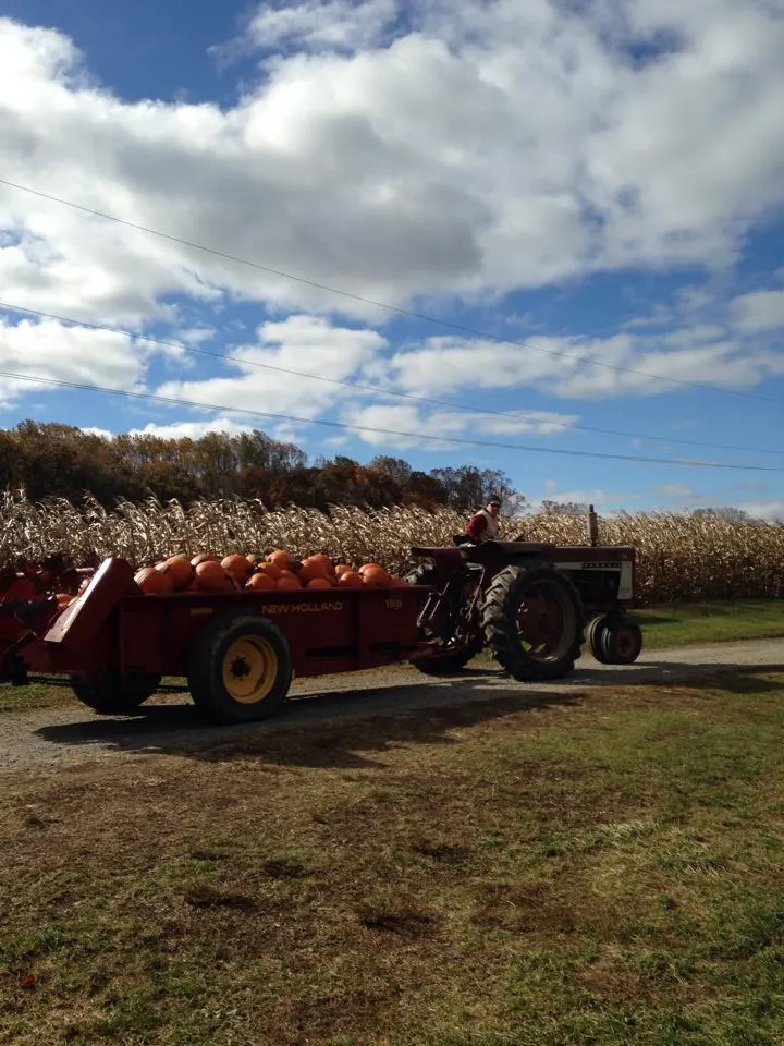 Lytle's Corn Maze, Pumpkin Patch and Farm photo