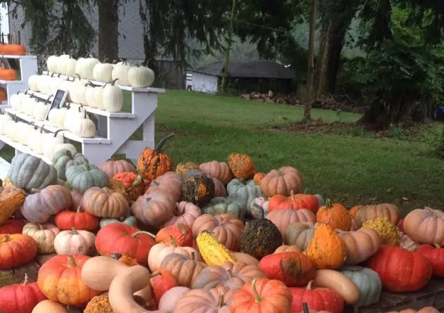 Lytle's Corn Maze, Pumpkin Patch and Farm photo