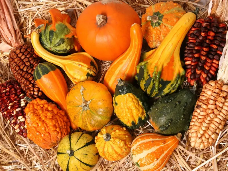 Maple Lane Farm
