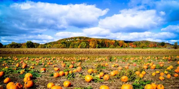 Maple Lane Farm photo
