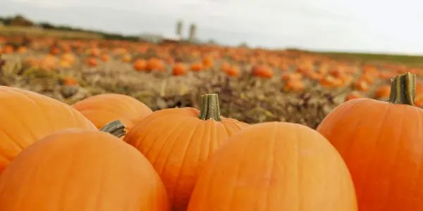 Maple Lane Farm photo
