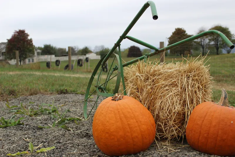 Patchwork Pumpkin Farm photo