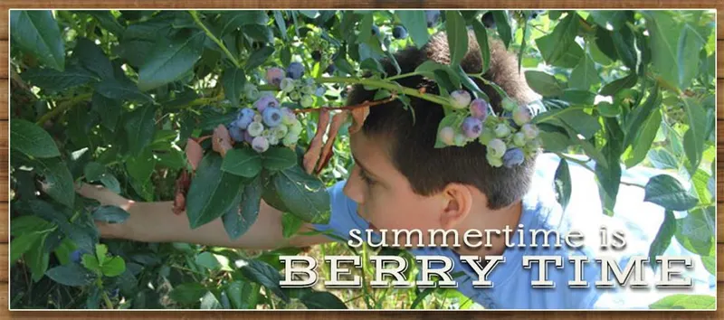 Paulus Mt. Airy Orchards photo