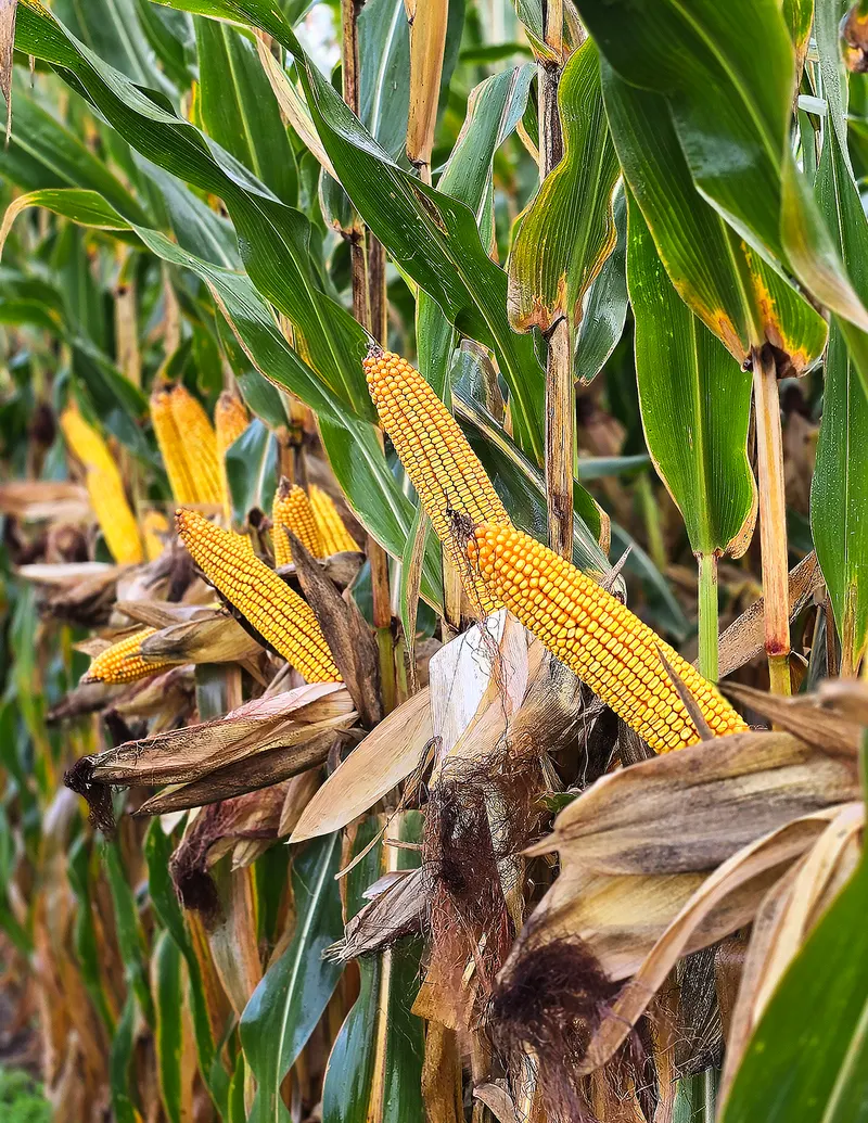 Pine Creek Seed Farm photo