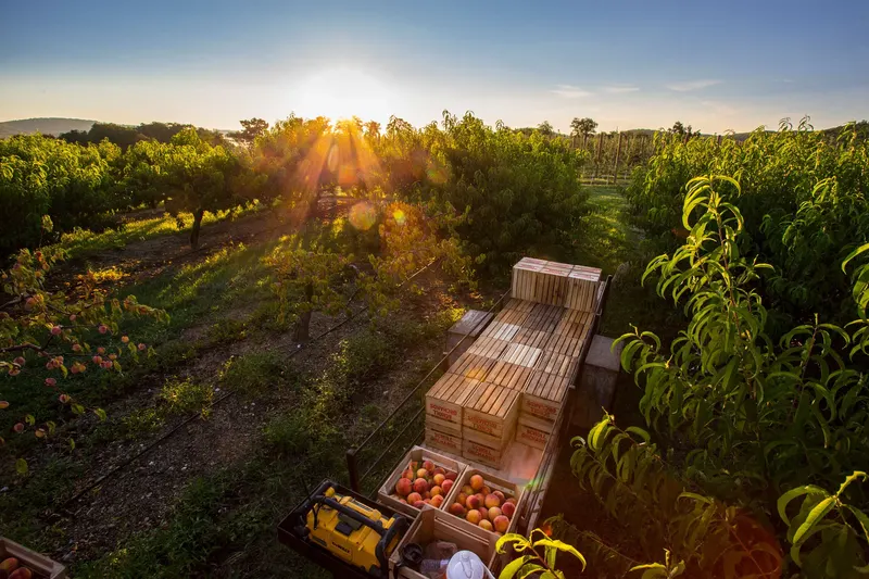 Scholl Orchards