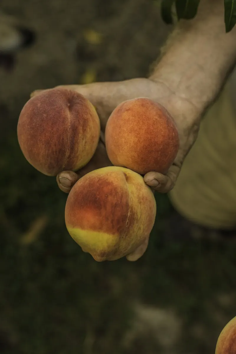 Scholl Orchards photo