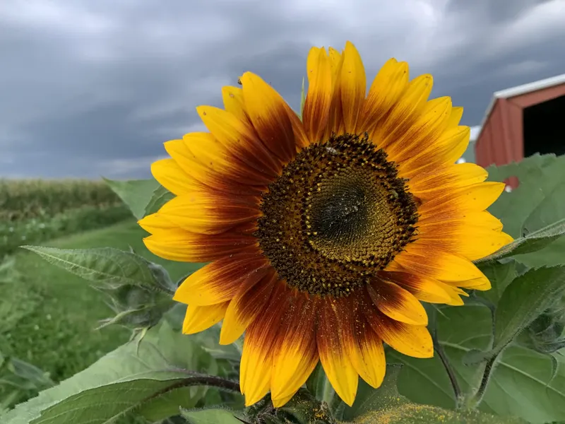Seiple Farms photo