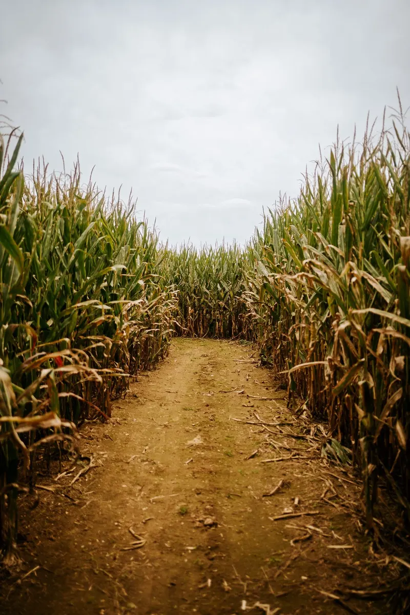 Seyfert's Corn Maze photo