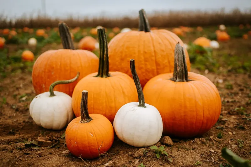 Seyfert's Corn Maze photo