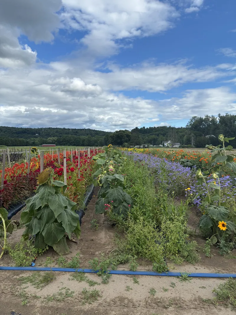 Trauger's Farm Market photo