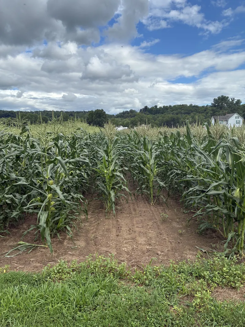 Trauger's Farm Market photo