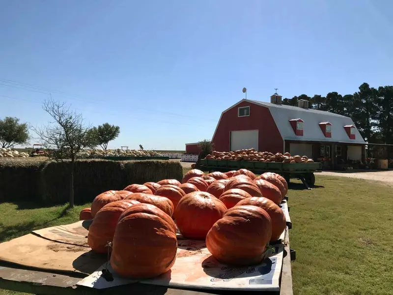 Assiter Punkin Ranch & Pumpkin Patch photo