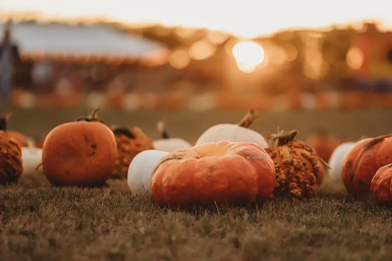 Barton Farms Pumpkin Patch & Farm to Porch Pumpkins photo