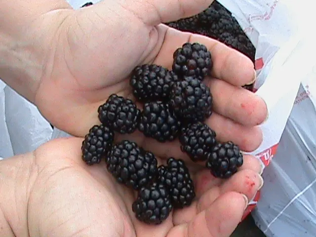 Berryland Farm of Texas