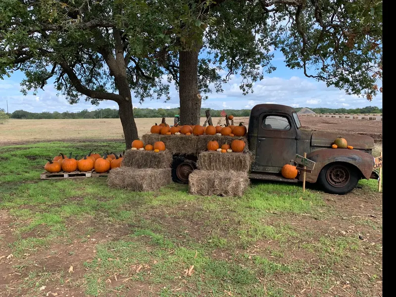 Bulverde Pumpkin Patch