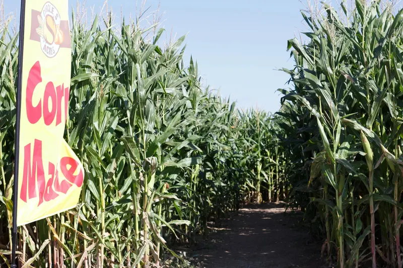 Circle S Corn Maze & Pumpkin Patch