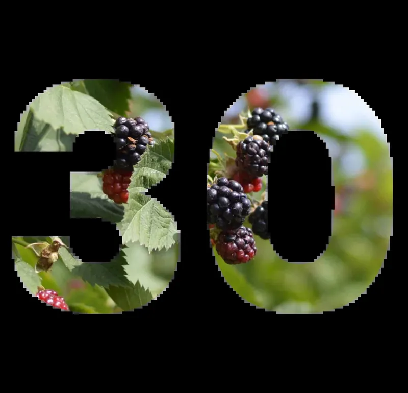 Dallas Organic BlackBerry Farm photo