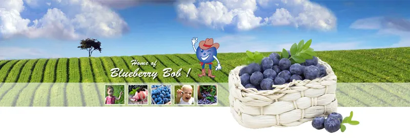 Echo Springs Blueberry Farm