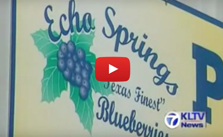 Echo Springs Blueberry Farm photo