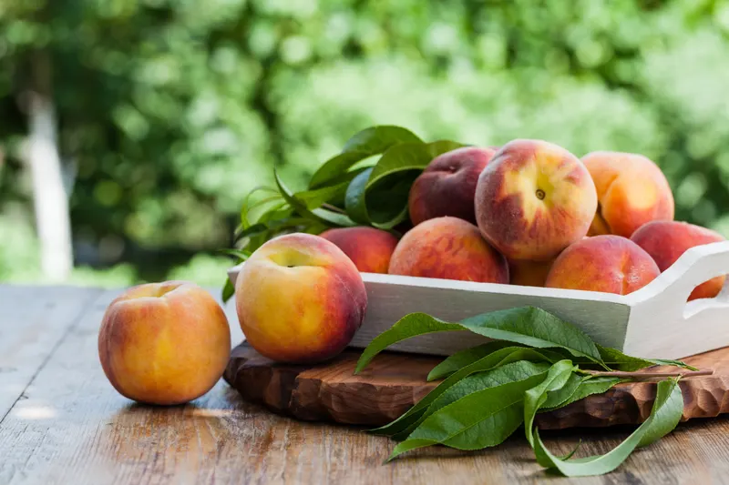 Efurd Orchards photo