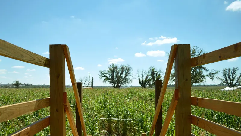 El Paso's Cornmaze Pumpkin Patch and More!