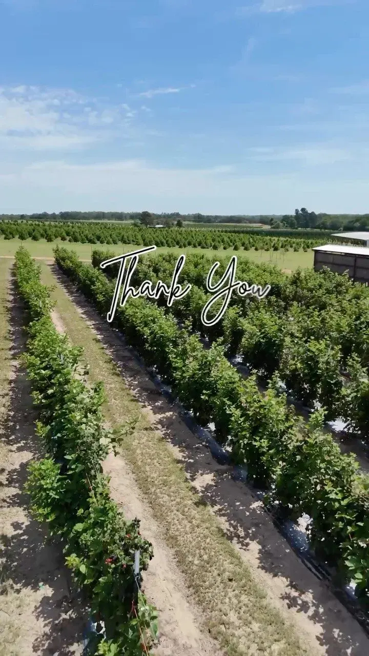 Elgin Christmas Tree Farm photo