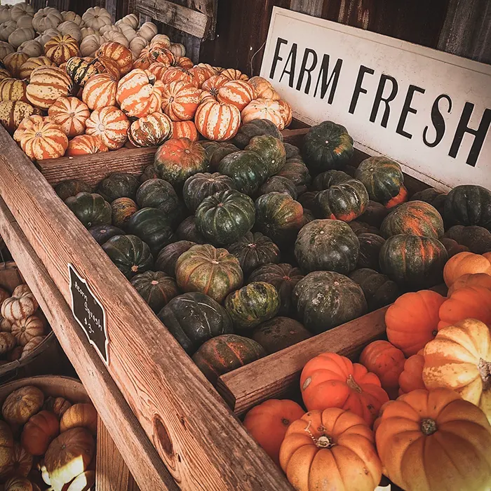 Hall's Pumpkin Farm and Corn Maze