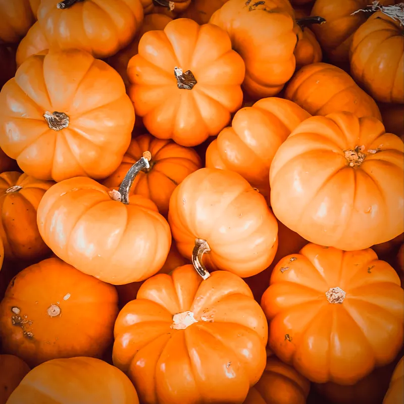 Hall's Pumpkin Farm and Corn Maze photo