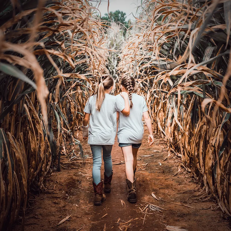 Hall's Pumpkin Farm and Corn Maze photo