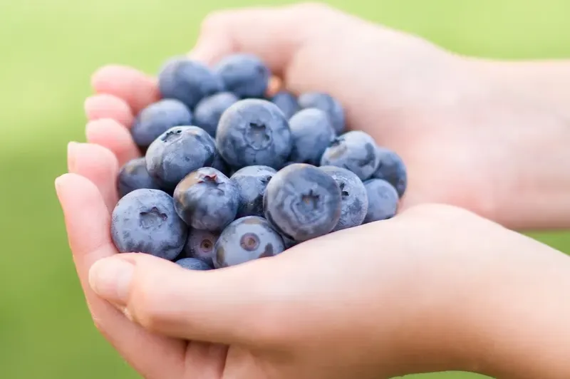Kiomatia Blueberry Farm photo