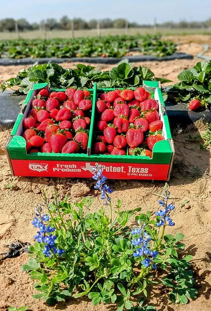 Kosub Farm Strawberries